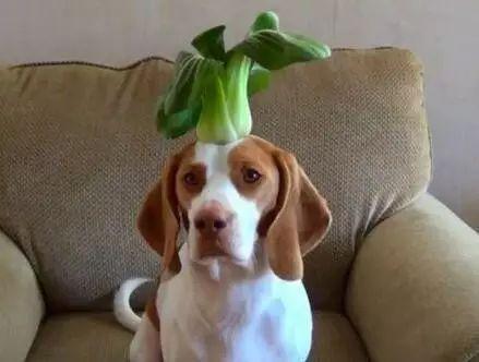 狗可以吃茄子