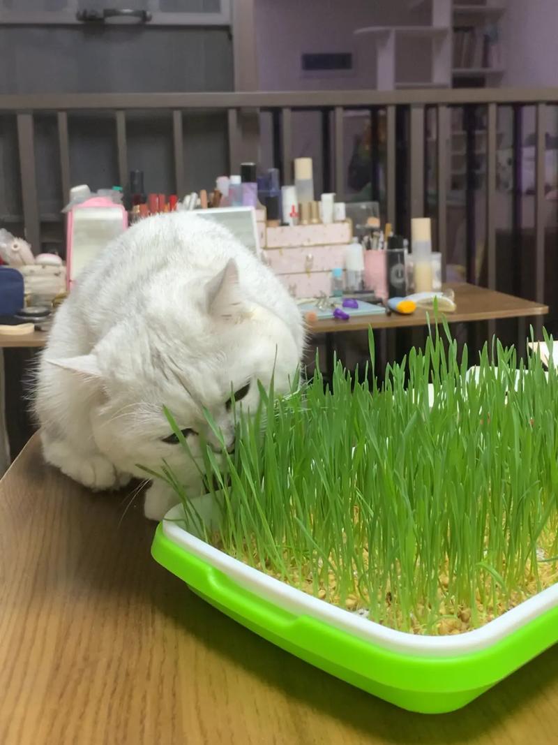 猫草怎么种植水培