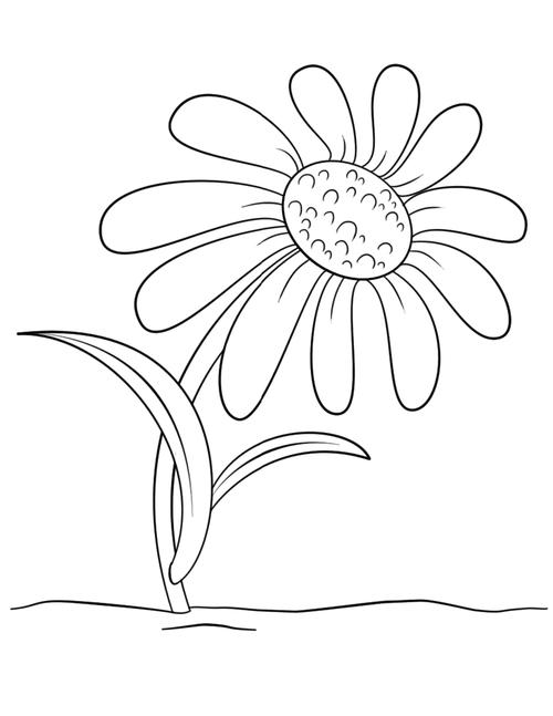 3-6岁儿童画菊花